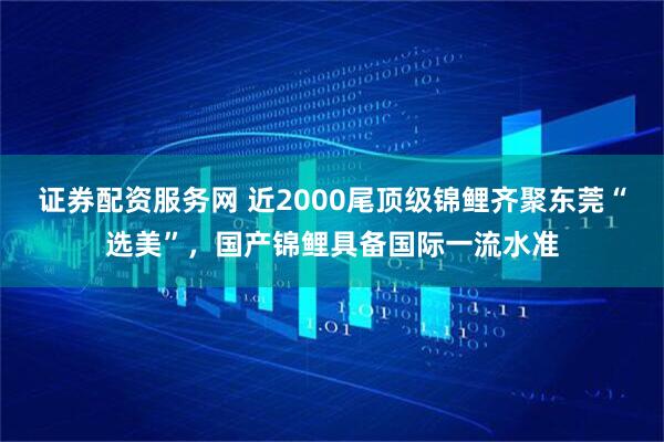 证券配资服务网 近2000尾顶级锦鲤齐聚东莞“选美”，国产锦鲤具备国际一流水准